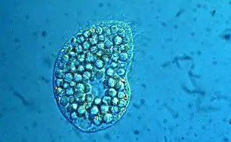 Colpoda inflata (Colpodea)