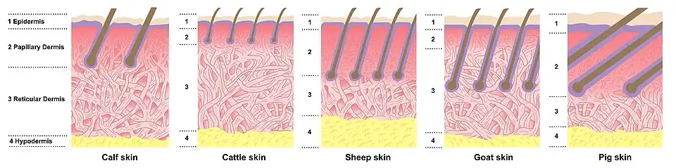 Comparación de la histología de la piel de algunos mamíferos.