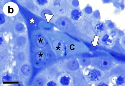 Célula de Leydig C= citoplasma, asterisco= núcleo. Inclusiones lipídicas puntos en blanco. Punta de flecha= capilar. Microscopio óptico