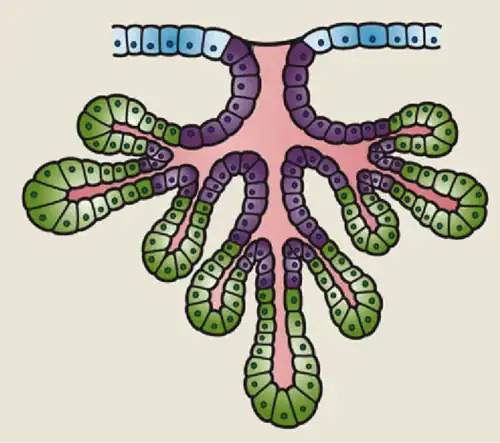 Acinos en verde, a la izquierda).