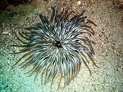 Condylactis aurantiaca en el Mediterráneo