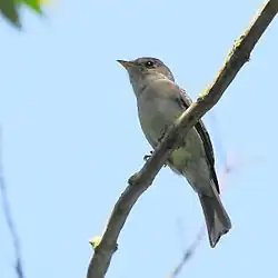 Burlisto chico en Bertioga - SP - Brasil