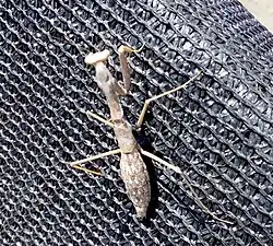 Otro espécimen, misma ubicación.