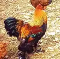 Gallo perdiz dorado (perdrix-doré).