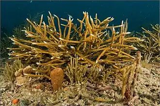 Acropora cervicornis