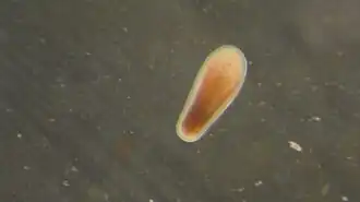 Larva de L. purpurea