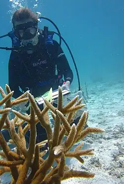 Cultivo de A. cervicornis en Oracabessa, Jamaica