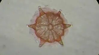 Nuevo pólipo de L. purpurea recién metamorfoseado