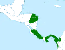 Distribución geográfica del saltarín gorgiblanco occidental.