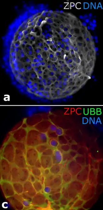 Corona con sus núcleos en azul.