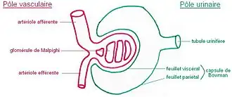 Corpúsculo renal. El glomérulo en rojo y la cápsula de Bowman en verde.
