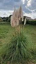 Especie Cortaderia selloana de la familia Poaceae en un paisaje de pastura de baja estatura