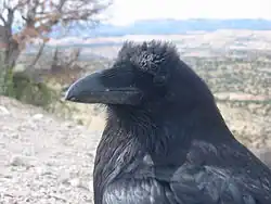 Corvuno (cuervo común, Corvus corax)
