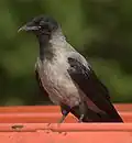 Corvus cornix.