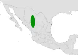 Coryphantha pseudonickelsiae