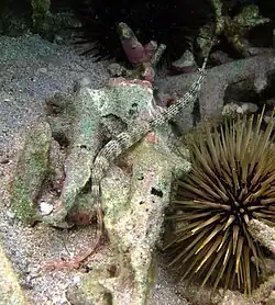 C. schultzi en Reunión