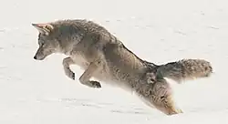 Un coyote se abalanza.