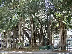 Las raíces aéreas alejadas del origen de la planta de algunas especies se insertan en el suelo como raíces fúlcreas.