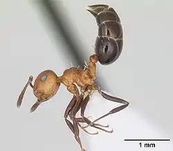 Crematogaster corticicola