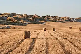 Cosechas de cereales se cultivan con la ayuda de la irrigación