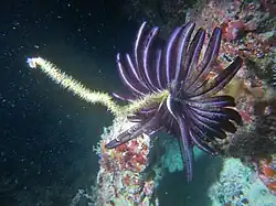 En el atolón Baa, Maldivas