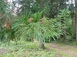 Cryptomeria japonica