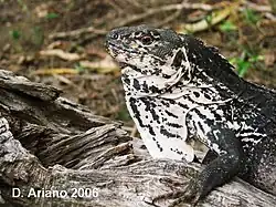 Ctenosaura palearis