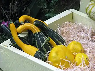 A la izquierda frutos de tipo "Spoon"[cita 59]​, en particular "Bicolor Spoon"[cita 66]​ (cuchara bicolor), en este caso sin verrugas.[cita 67]​