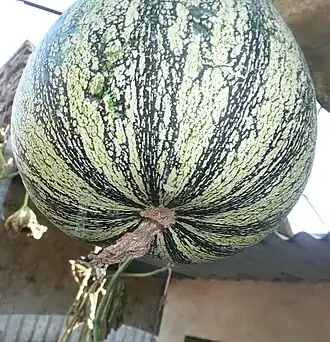 Cicatriz del hipanto.