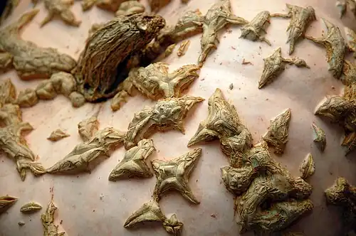 Corchosidades en Cucurbita maxima.