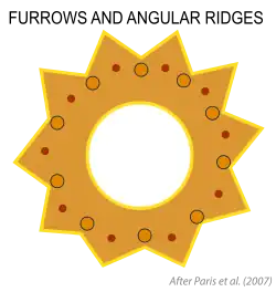 Surcos angulares (angular ridges), que forman crestas (furrows). Según Paris et al. (2007[112]​).