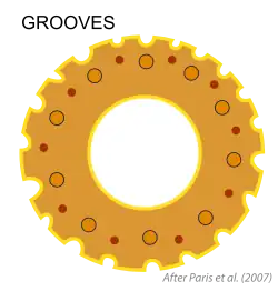 Superficie acanalada (grooved), con canaletas (grooves). Según Paris et al. (2007[112]​).