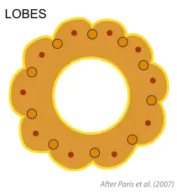 Lóbulos (Lobes o scallops) entre los surcos que coincden con los 10 haces vasculares principales. Según Paris et al. (2007[112]​).