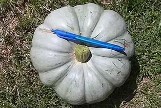 Cucurbita maxima "zapallo plomo", fruto maduro, lobado.