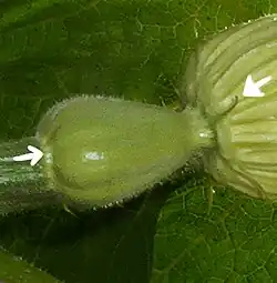 Cucurbita maxima "zapallo plomo", flor. En este caso el pedúnculo es circular y los haces vasculares que se pueden seguir desde los sépalos (foto) y pétalos hacia el fruto coinciden con los surcos, entre los surcos los gajos o lóbulos.