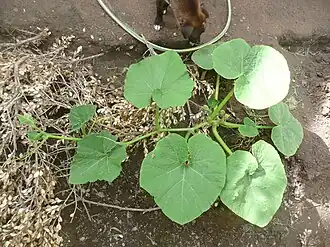 Zapallo plomo (semillería Florensa).[cita 53]​ Estas semillas fueron sembradas y la planta fue de hábito semiarbustivo, es decir, se desarrolló de forma achaparrada durante las primeras semanas y luego emitió guías largas como una planta guiadora.
