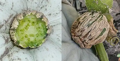 C. maxima subsp. maxima maduro: Pedúnculo grande de sección circular (sin costillas)[cita 63]​[cita 62]​ y superficie corchosa.[cita 63]​[cita 61]​ ( Millán (1945[92]​) describe la subespecie silvestre C. maxima subsp. andreana y el pedúnculo es no corchoso, más o menos herbáceo o fibroso, y caduco.)