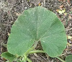Cucurbita maxima: Hoja reniforme.
