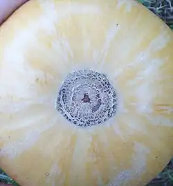 ...en Cucurbita moschata.