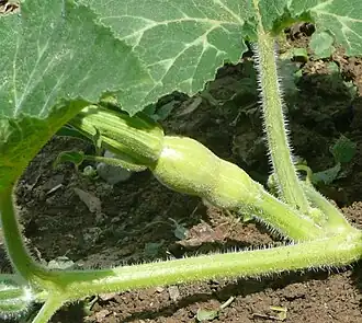 Cucurbita moschata: Muchos tricomas suaves al tacto y largos.