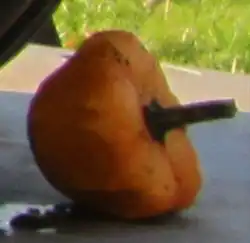 De tipo "Apple"[cita 82]​ (Manzana).