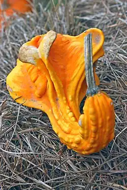 De tipo "Autumn Wings Swan" (Cisne de alas de otoño), en este caso es "Warty" (con verrugas).[cita 68]​[cita 70]​