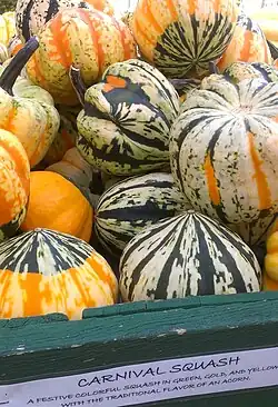 Cucurbita pepo 'Carnival', un zapallo "de tipo turco".