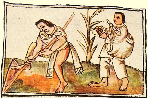 El buen labrador con su uictli. Cosecha manual. Códice Florentino libro X f.28.