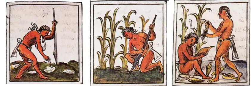 Cultivo del maíz por medio de sistemas intesivos. Siembra en cajete y escarda. Uictli de hoja. Códice Florentino libro IV f.72