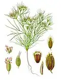 Cumimum cyminum L.