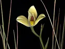 Cyanaeorchis arundinae