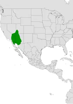 Cylindropuntia acanthocarpa