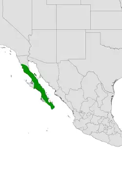 Cylindropuntia alcahes