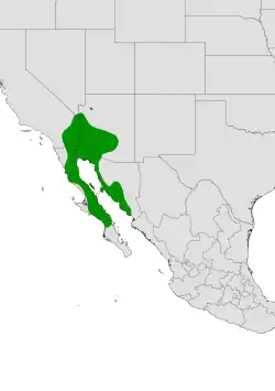 Cylindropuntia bigelovii